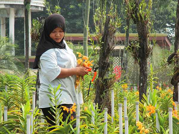 Flower lady picking flowers. The Hibiscus is the Malaysian National Flower