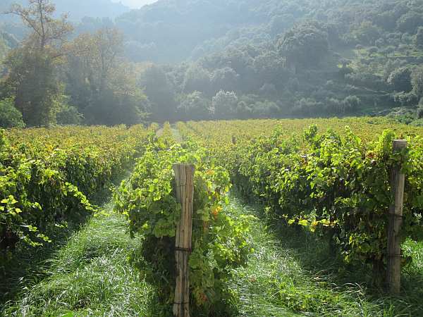 Holy Cell of St. Efstathios, Mount Athos, Greece: Vineyards