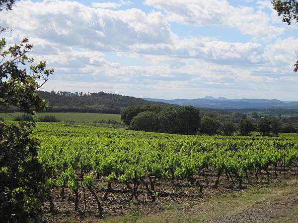 La Villa Baulieu, a palace in Provence to love - Vines and views