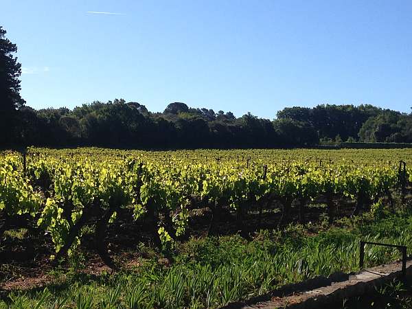 La Villa Baulieu, a palace in Provence to love - Vines